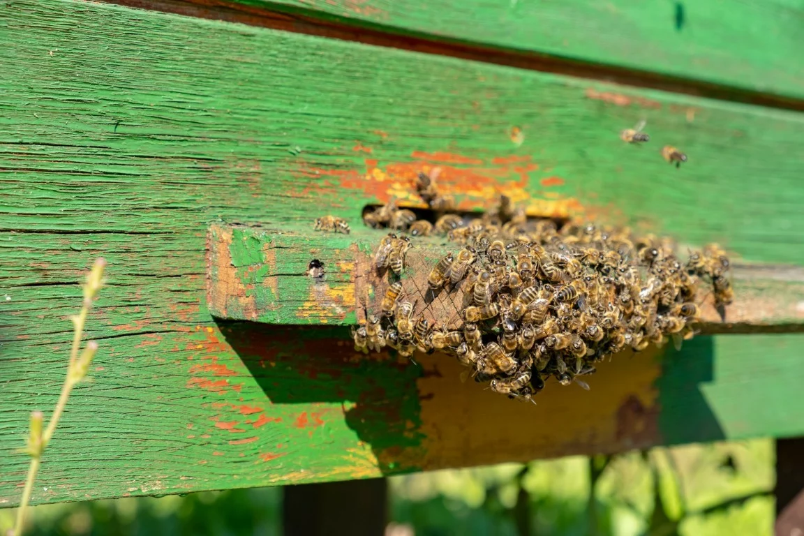 leszczewek-agroturystyka-pokoje (17)