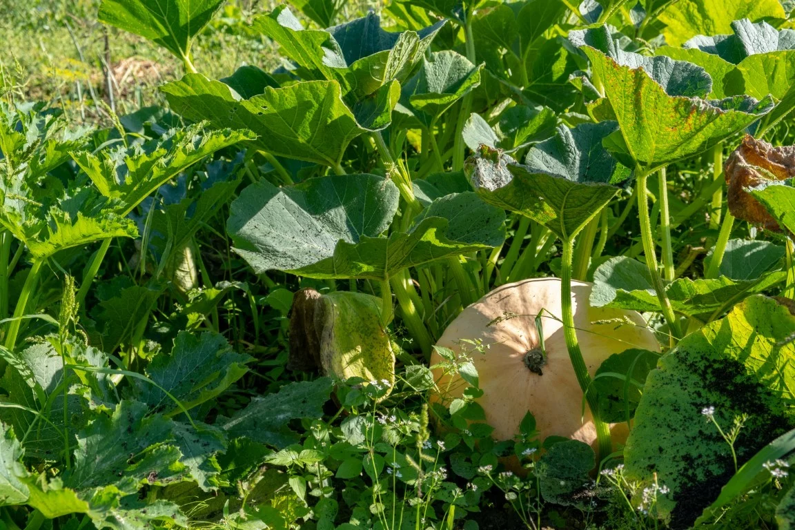 leszczewek-agroturystyka-pokoje (19)