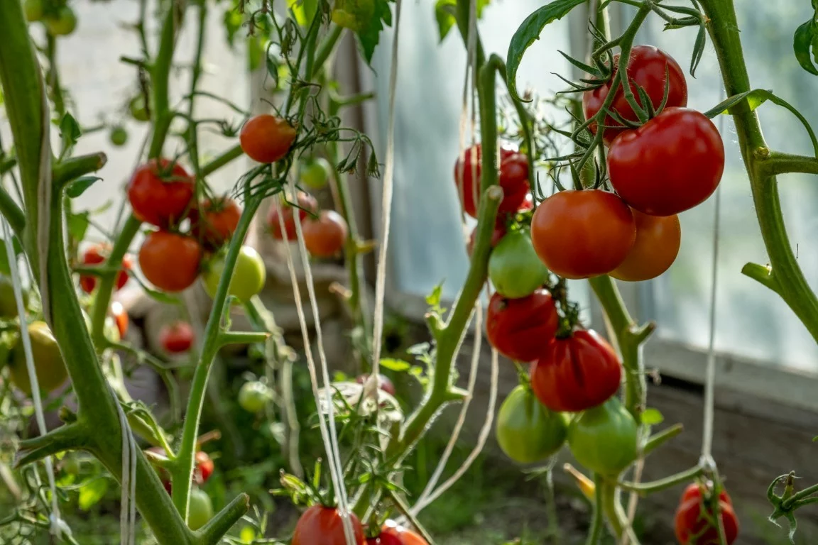 leszczewek-agroturystyka-pokoje (21)